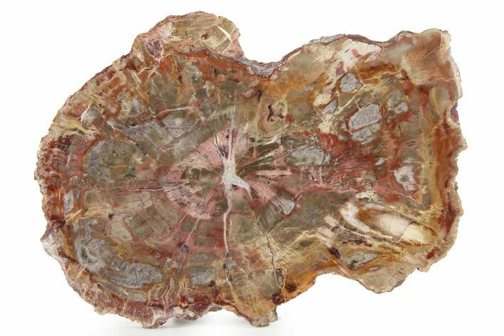 Colorful, Pink Petrified Wood (Araucaria) Slab - Arizona #263845